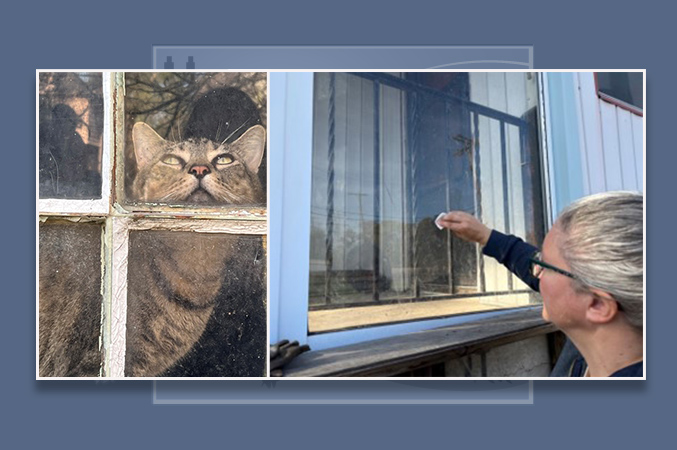 cat in window (left) and someone wiping a window (right)